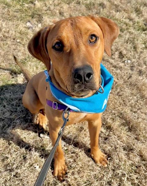 Enlarge Hibachi, a Adoptable mixed breed in Kansas City, MO image 2/3