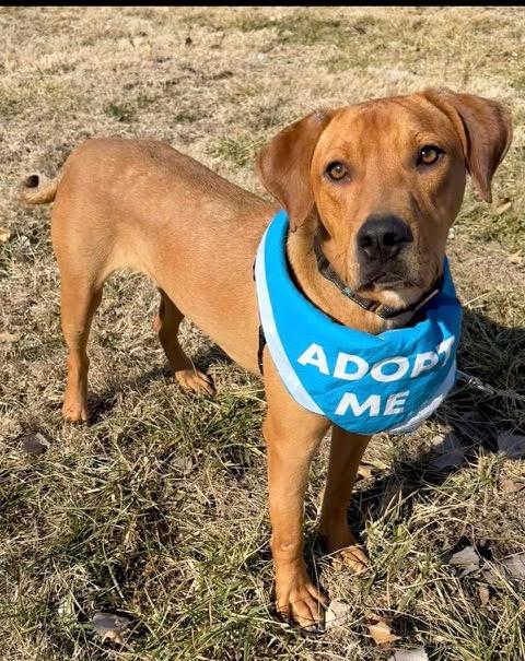 Enlarge Hibachi, a Adoptable mixed breed in Kansas City, MO image 3/3