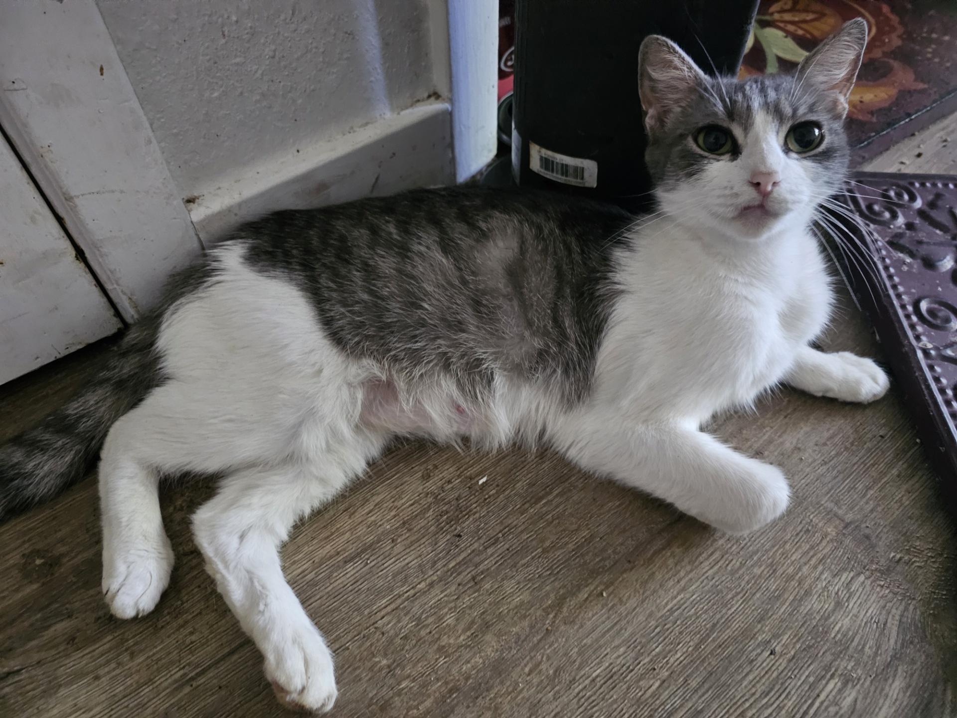 Camellia, Adoptable, Adult Female Domestic Short Hair.