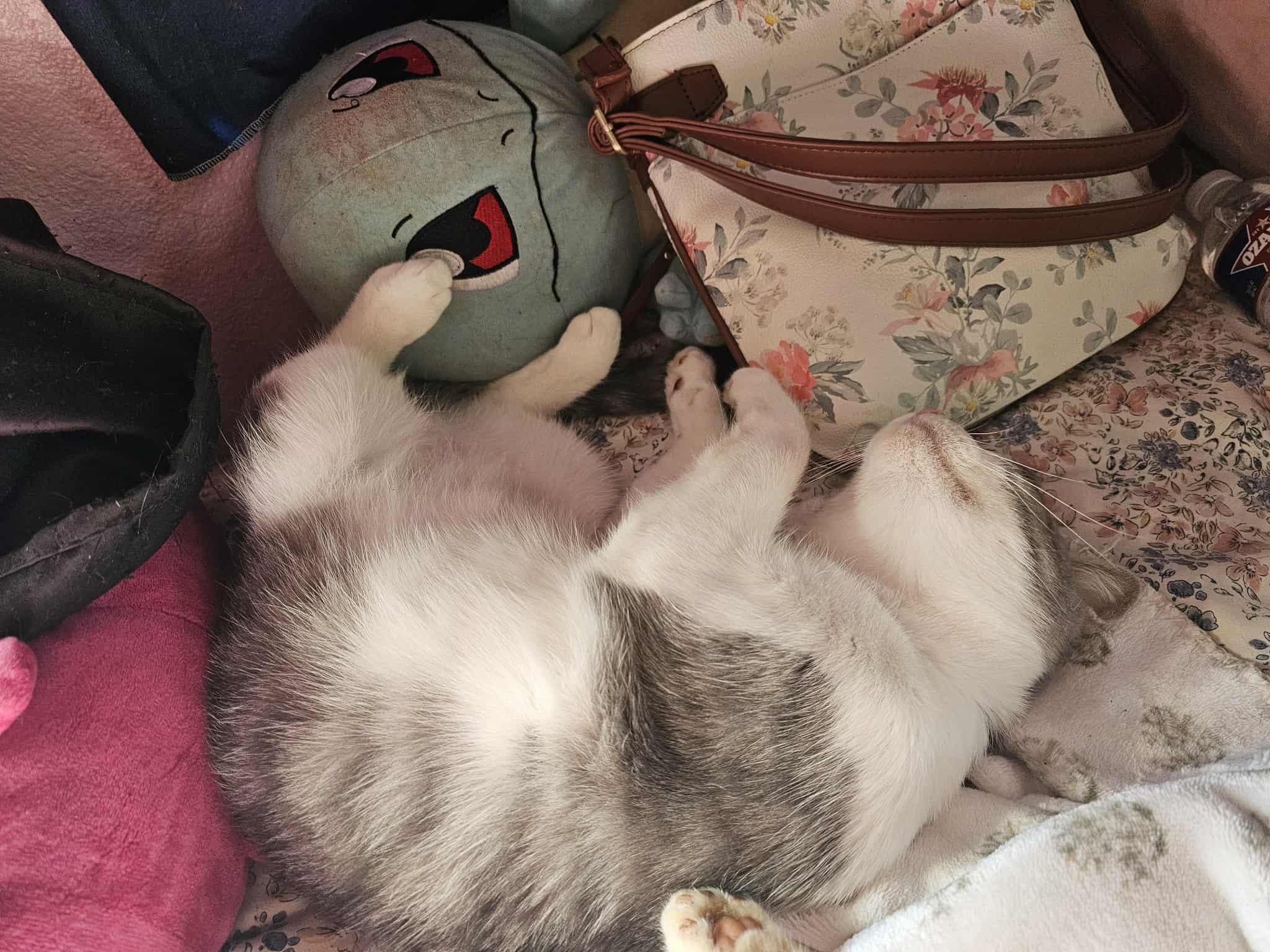 Enlarge Camellia, a Adoptable Domestic Short Hair in Mabank, TX image 2/3