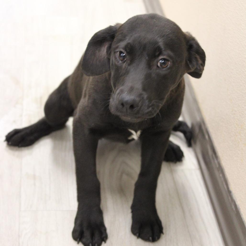 Lemon Pepper, Adoptable, Puppy Female Black Mouth Cur.