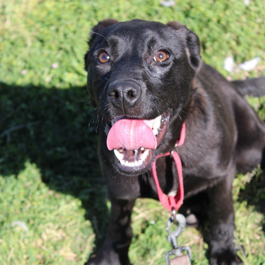 Enlarge Lemon Pepper, a Adoptable Black Mouth Cur in Cleveland, MS image 2/4