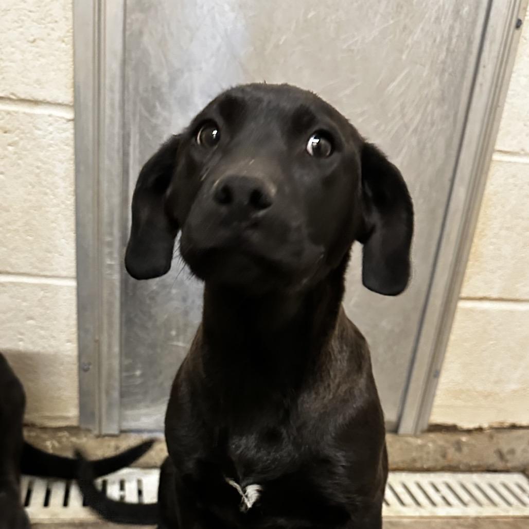 Enlarge Lemon Pepper, a Adoptable Black Mouth Cur in Cleveland, MS image 3/4