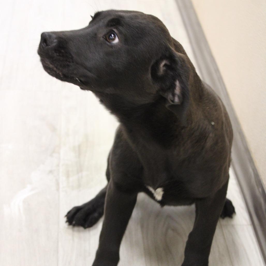 Enlarge Lemon Pepper, a Adoptable Black Mouth Cur in Cleveland, MS image 4/4