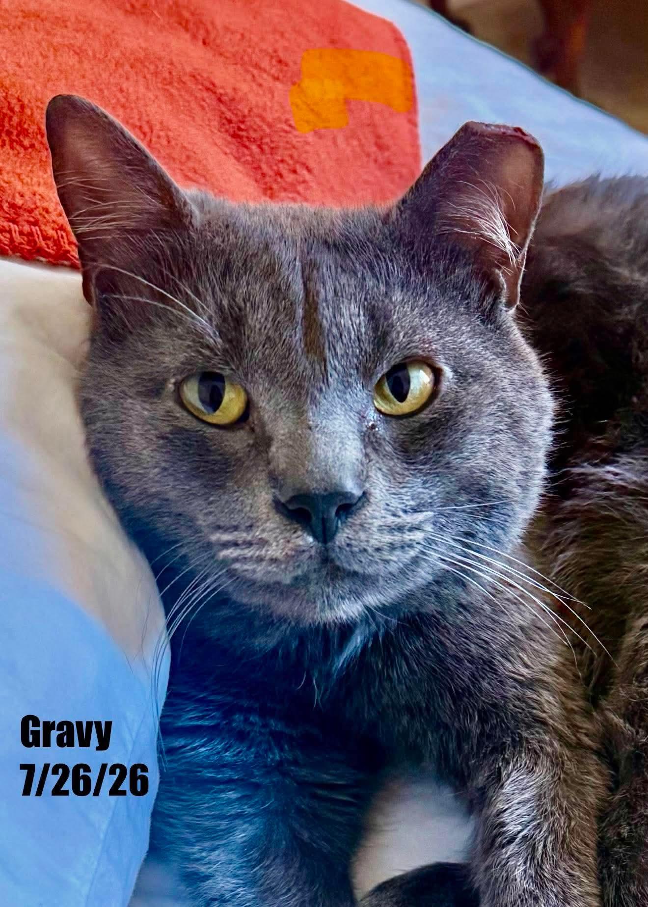 Enlarge Gravy, a Adoptable Domestic Short Hair in Berlin, MD image 1/1