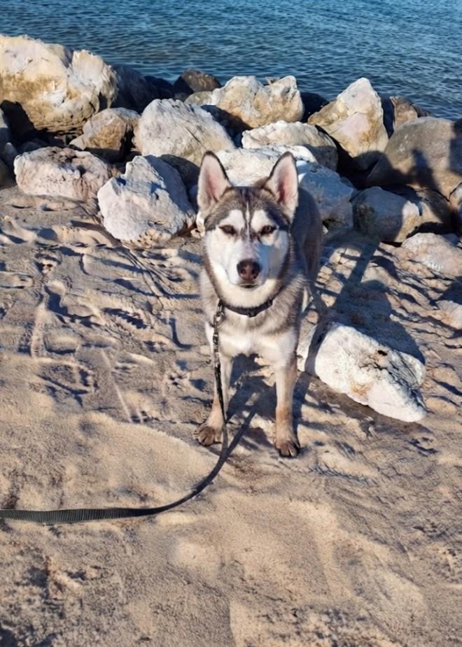 Sammie the Gentle Loving Boy, Adoptable, Young Male Siberian Husky & Alaskan Malamute.