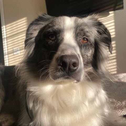 Bear — thumbnail 3