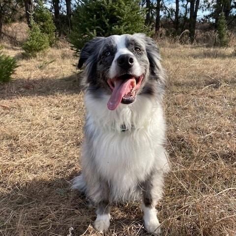 Bear — thumbnail 4