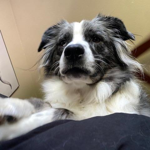 Bear — thumbnail 5