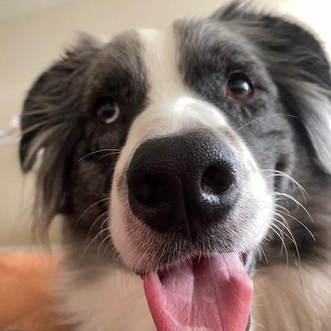 Bear — thumbnail 6