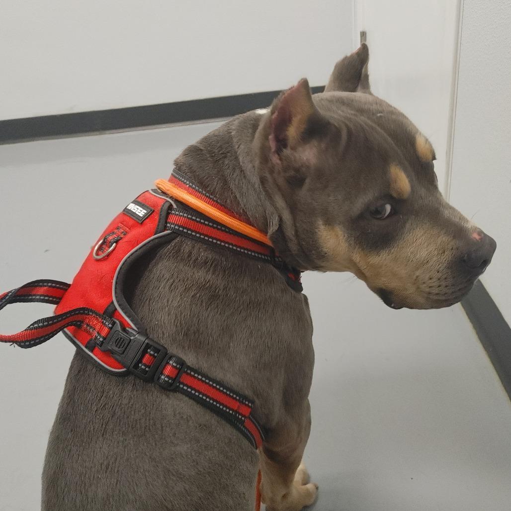 Rocky, Adoptable, Adult Male Pit Bull Terrier.