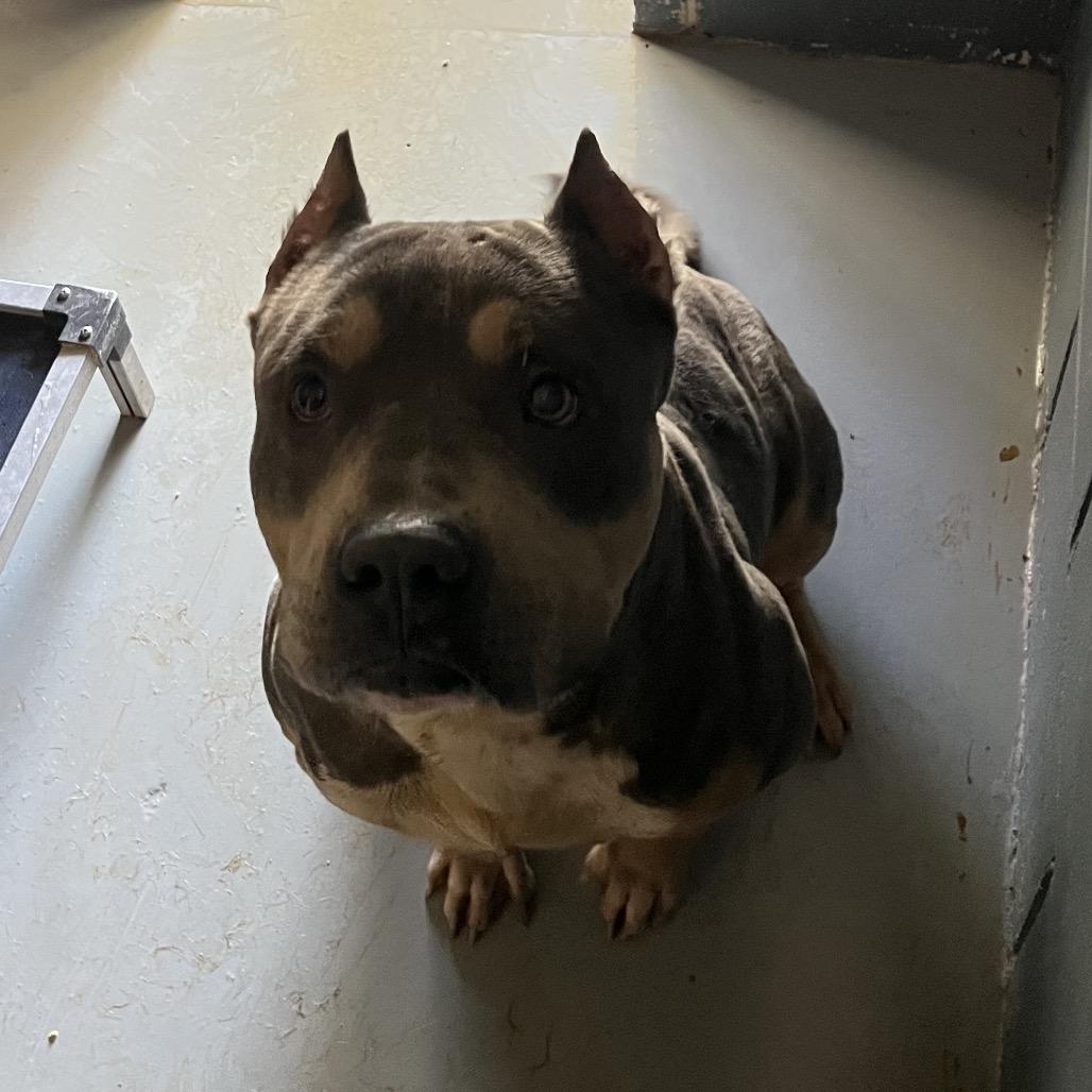 Enlarge Rocky, a Adoptable Pit Bull Terrier in Richmond Hill, GA image 2/4