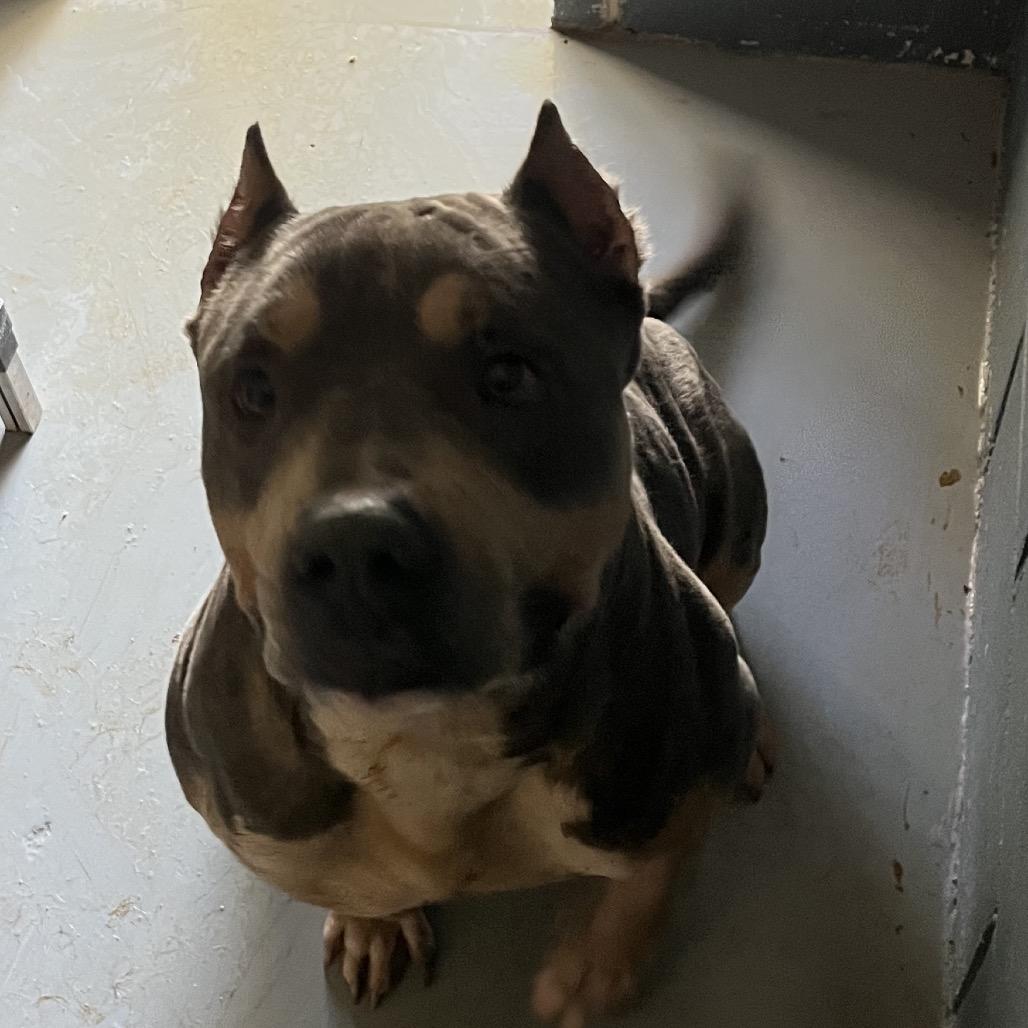 Enlarge Rocky, a Adoptable Pit Bull Terrier in Richmond Hill, GA image 3/4