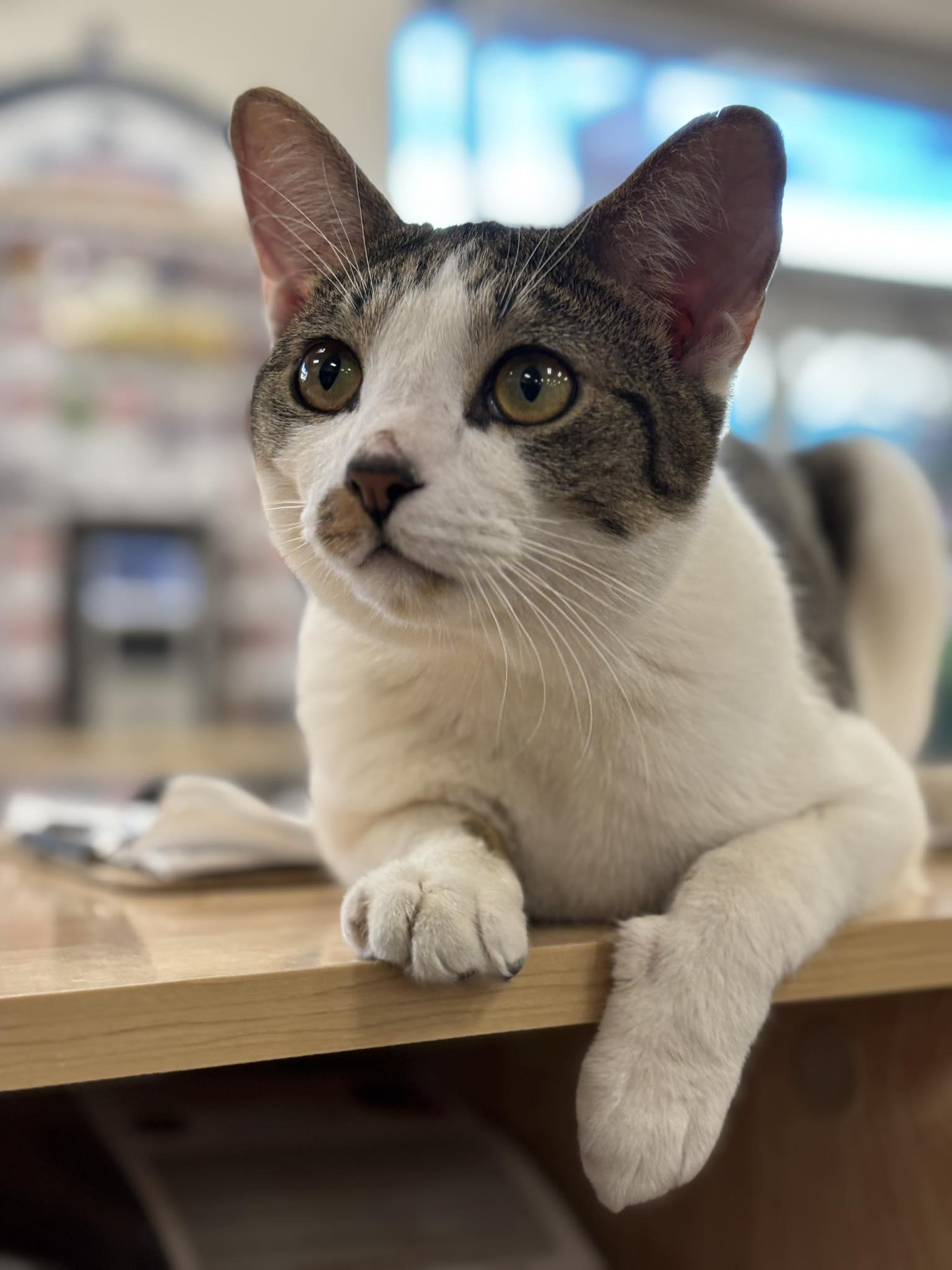 Pesto, adoptable, Young Male Domestic Short Hair.