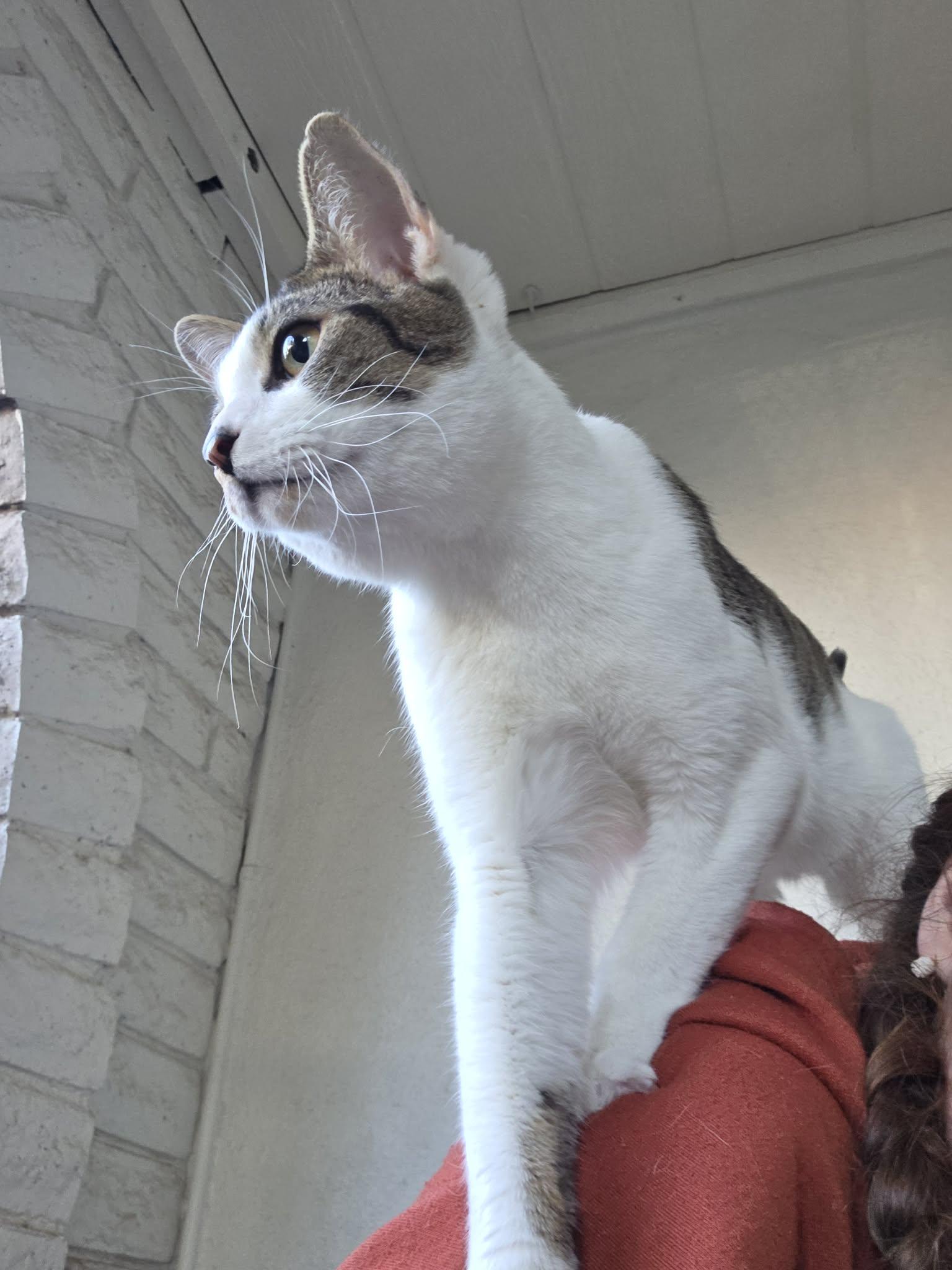 Enlarge Pesto, an adoptable Domestic Short Hair in Phoenix, AZ image 2/3