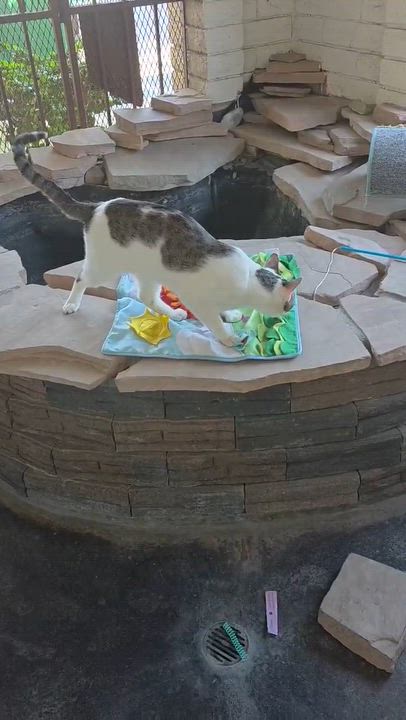 Enlarge Pesto, an adoptable Domestic Short Hair in Phoenix, AZ video 3/3