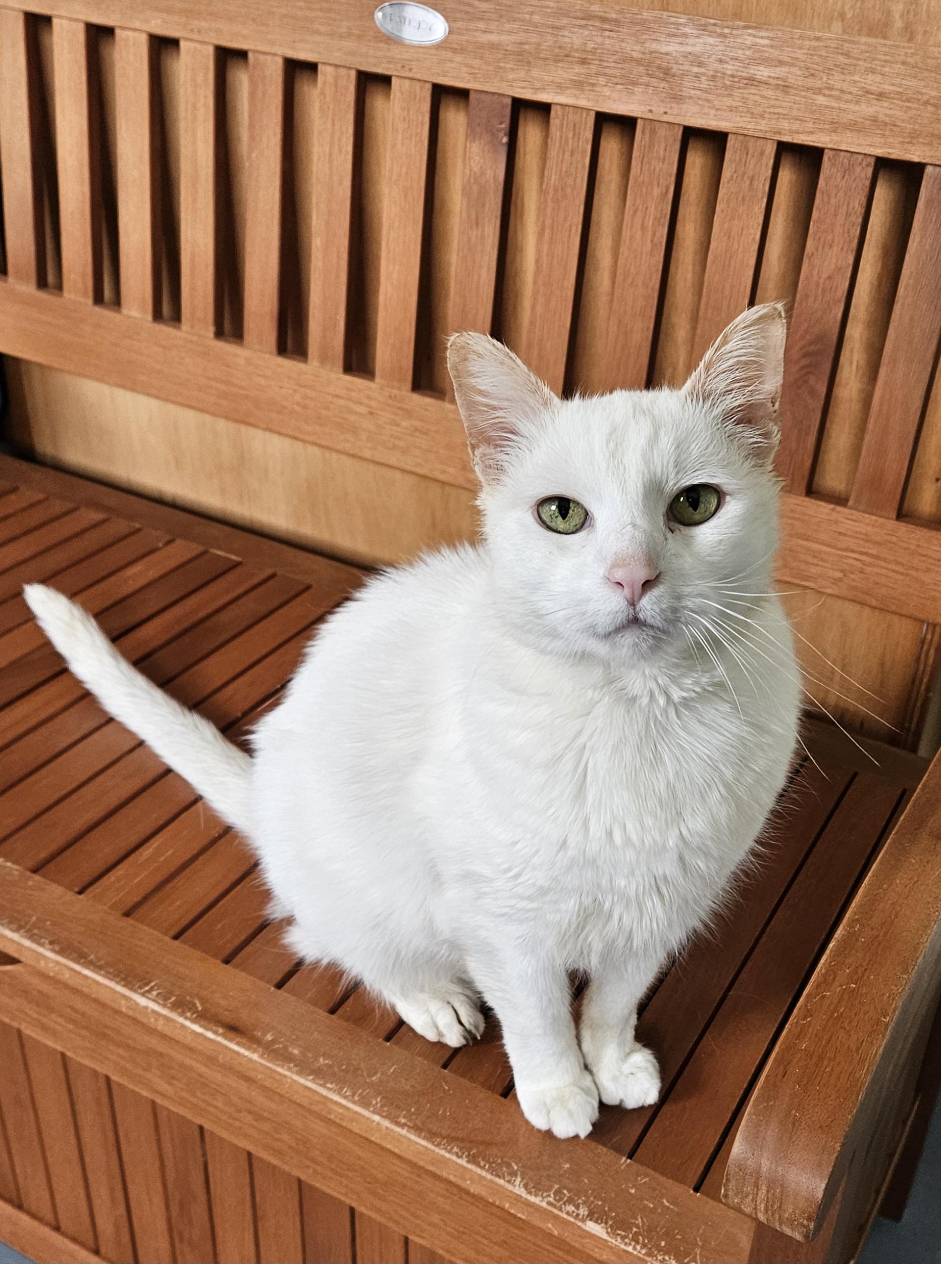 Blu, a ADOPTABLE Domestic Short Hair in Brockport, NY image 1/4