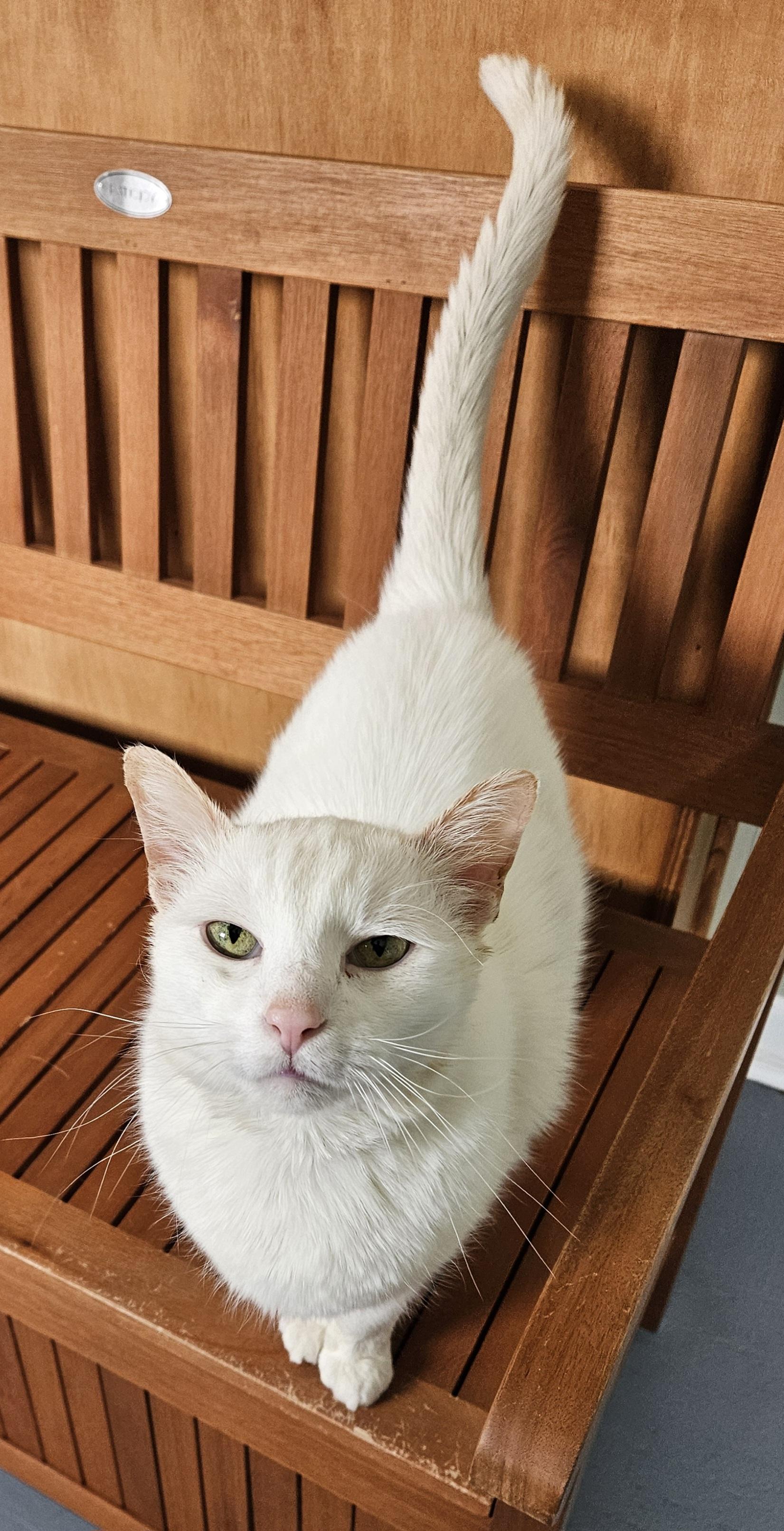 Blu, a ADOPTABLE Domestic Short Hair in Brockport, NY image 2/4
