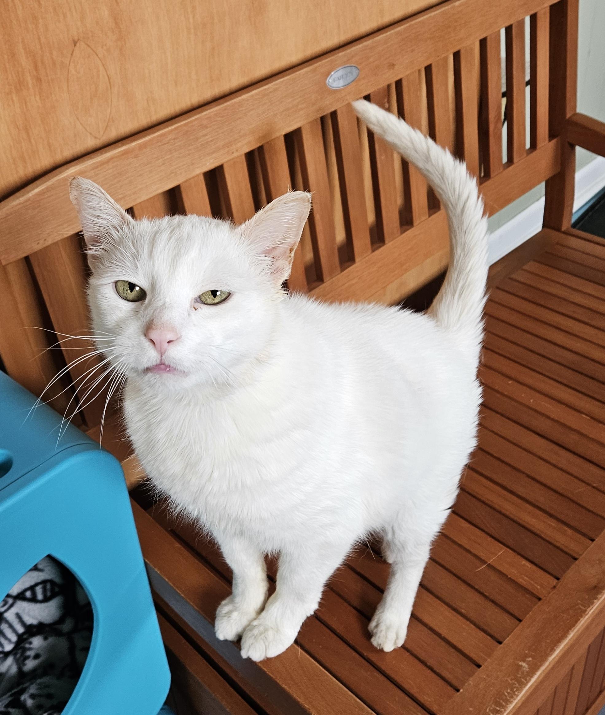 Blu, a ADOPTABLE Domestic Short Hair in Brockport, NY image 3/4