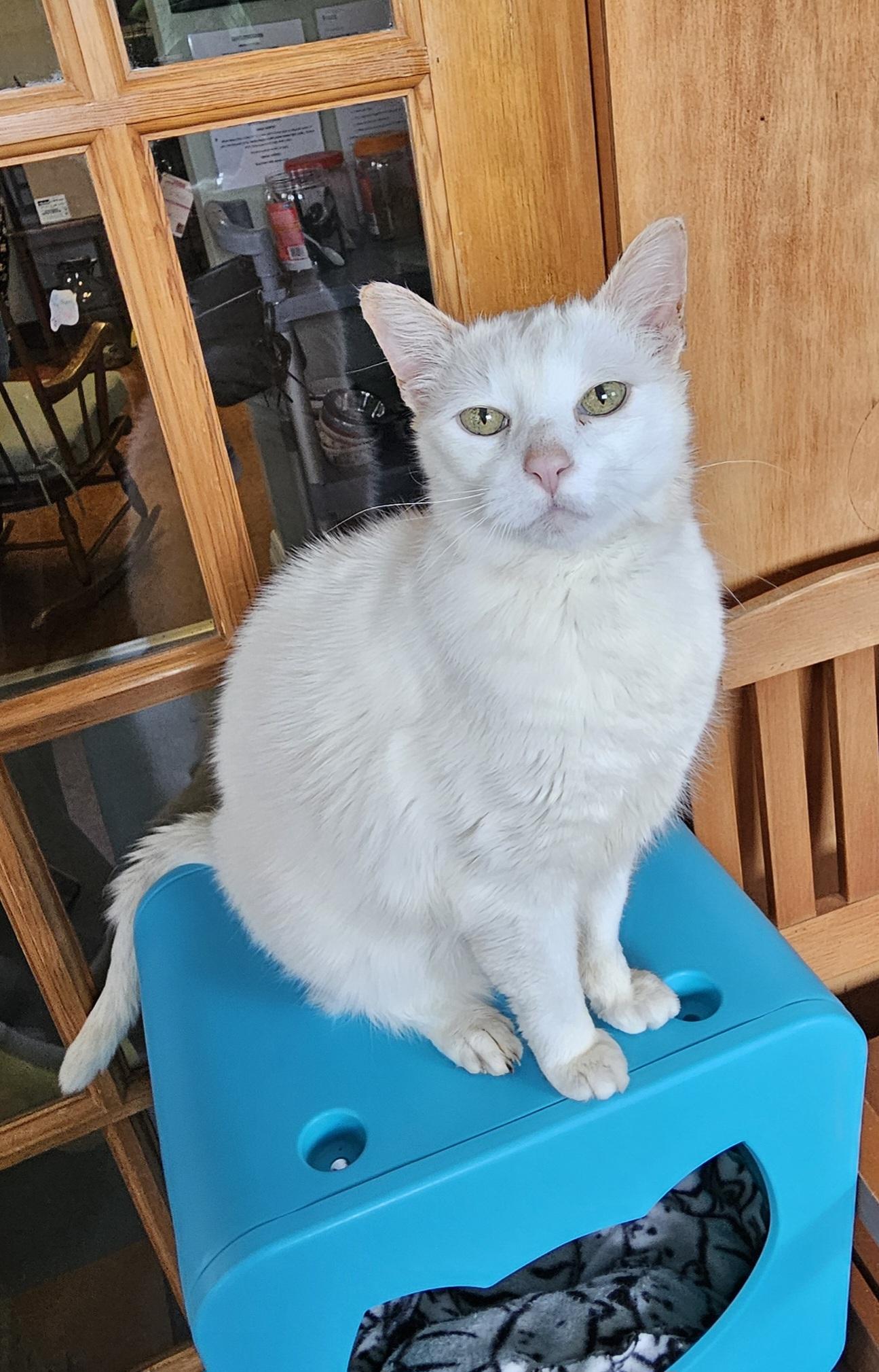 Blu, a ADOPTABLE Domestic Short Hair in Brockport, NY image 4/4