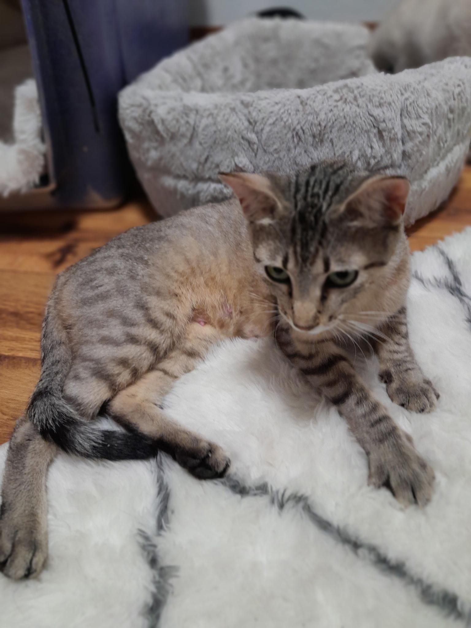 Mary, an adoptable Domestic Short Hair in Ellensburg, WA, 98926 | Photo Image 1