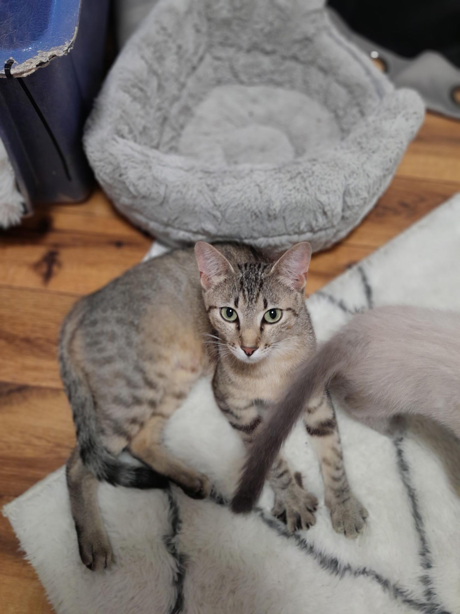 Mary, an adoptable Domestic Short Hair in Ellensburg, WA, 98926 | Photo Image 3