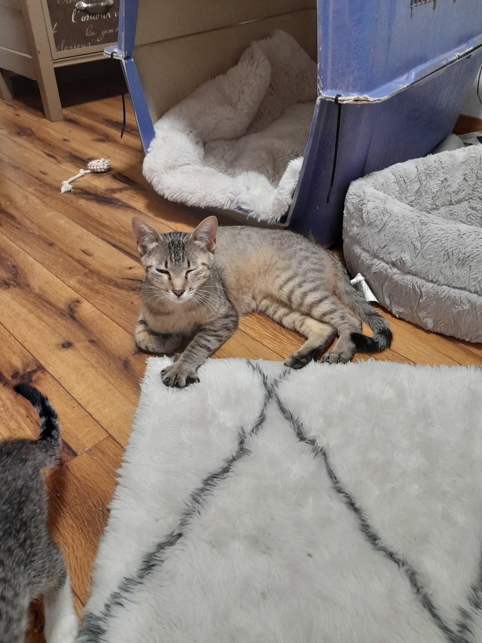 Mary, a Adoptable mixed breed in Ellensburg, WA image 3/3