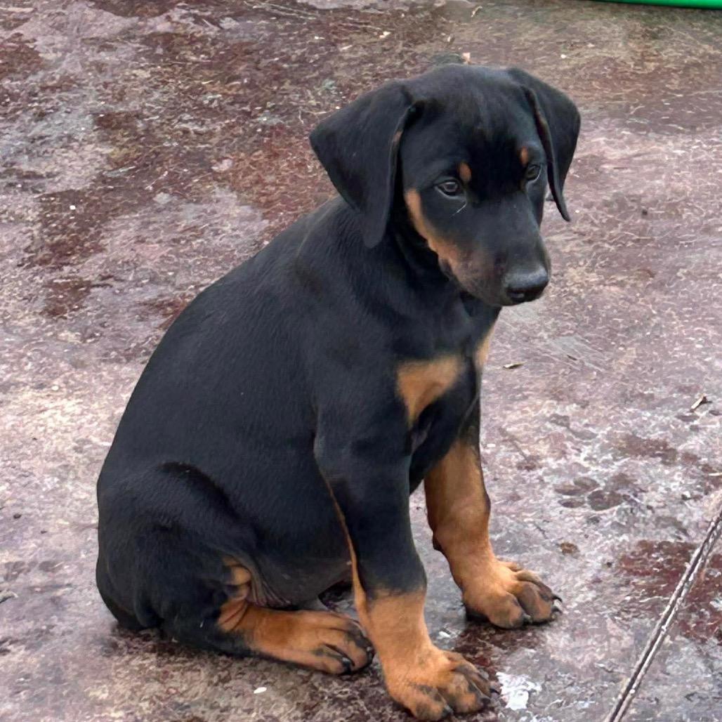 Enlarge Tommy, a Adoptable Doberman Pinscher in Montgomery, TX image 1/1