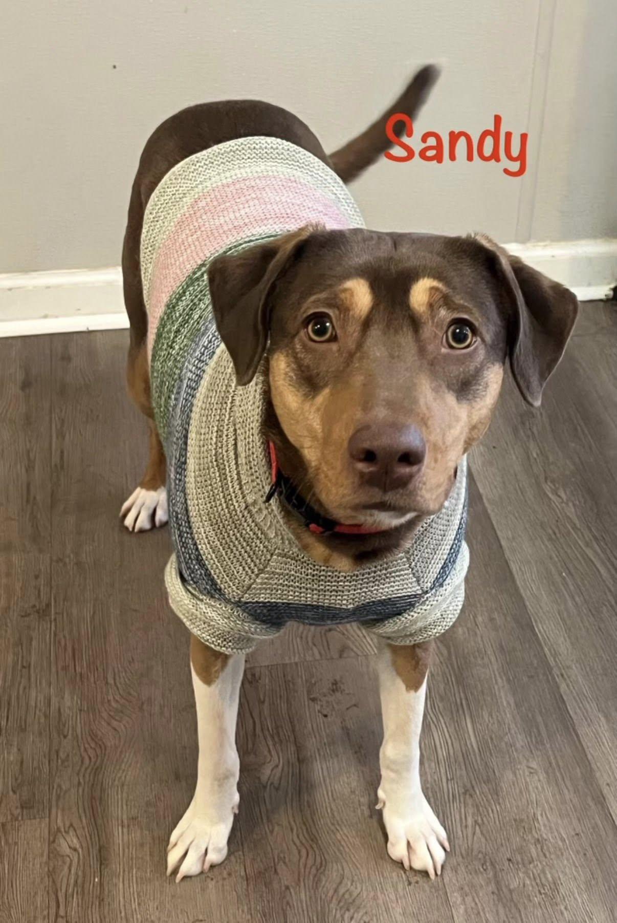 Sandy Cheeks, ADOPTABLE, Adult Female Mixed Breed.