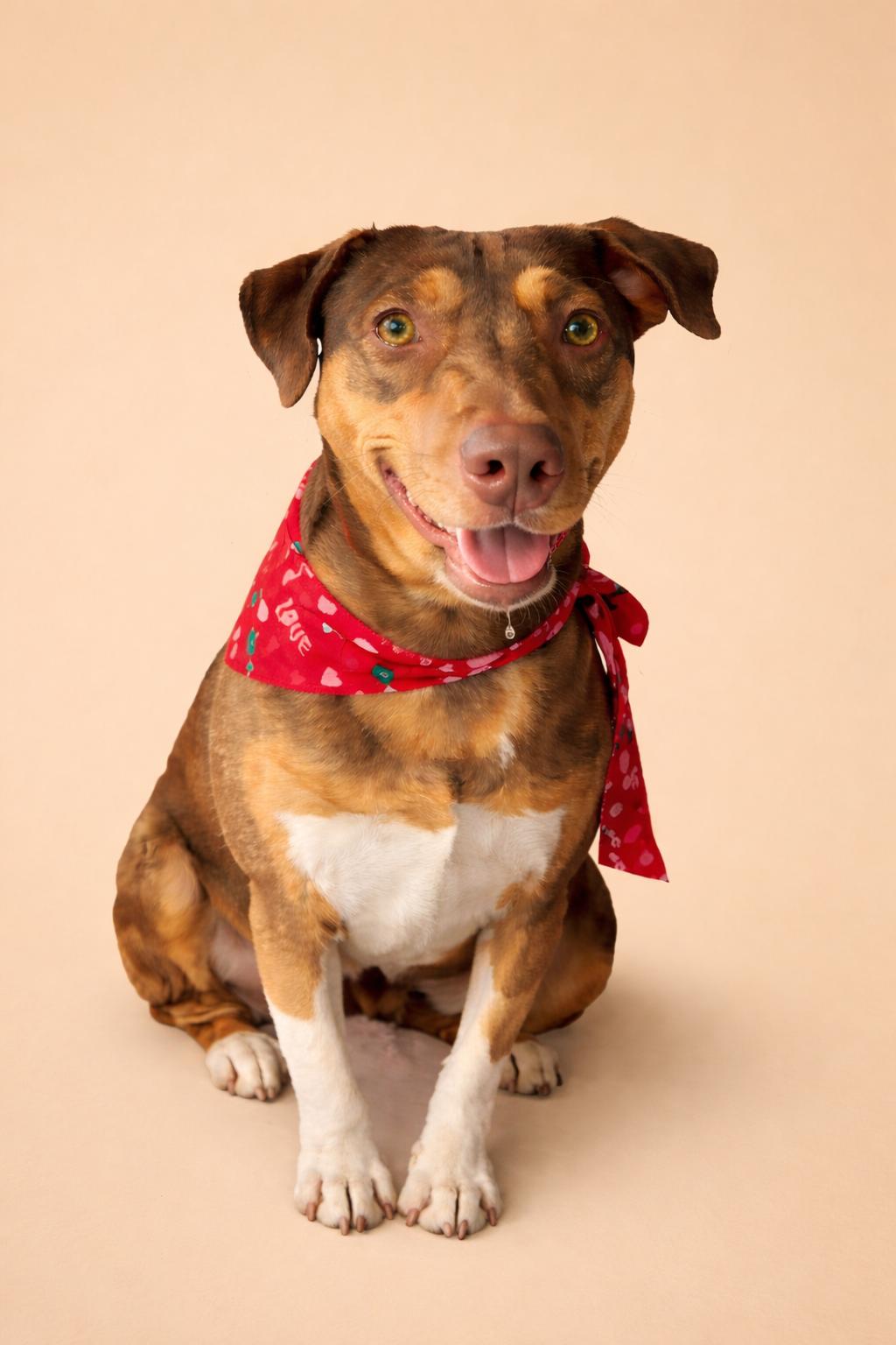 Enlarge Sandy Cheeks, a ADOPTABLE Mixed Breed in Ronkonkoma, NY image 2/2