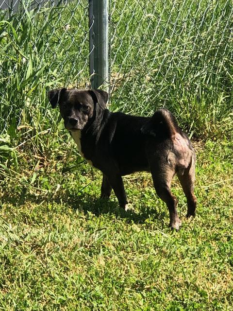 Sissy, Adopted, Senior Female Terrier & Hound.