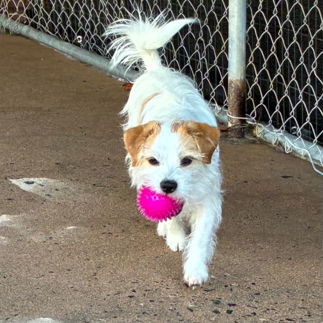 Colby 21922 — thumbnail 6