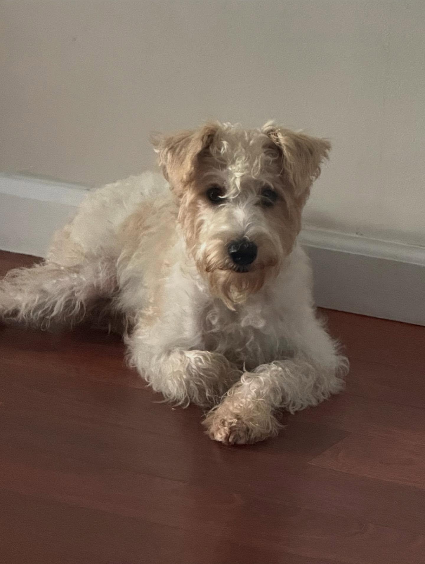 Enlarge Rockefeller, a Adopted mixed breed in Sagaponack, NY image 1/6