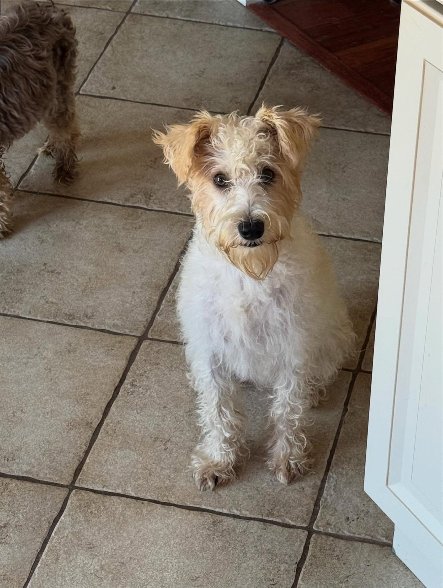 Enlarge Rockefeller, a Adopted mixed breed in Sagaponack, NY image 2/6