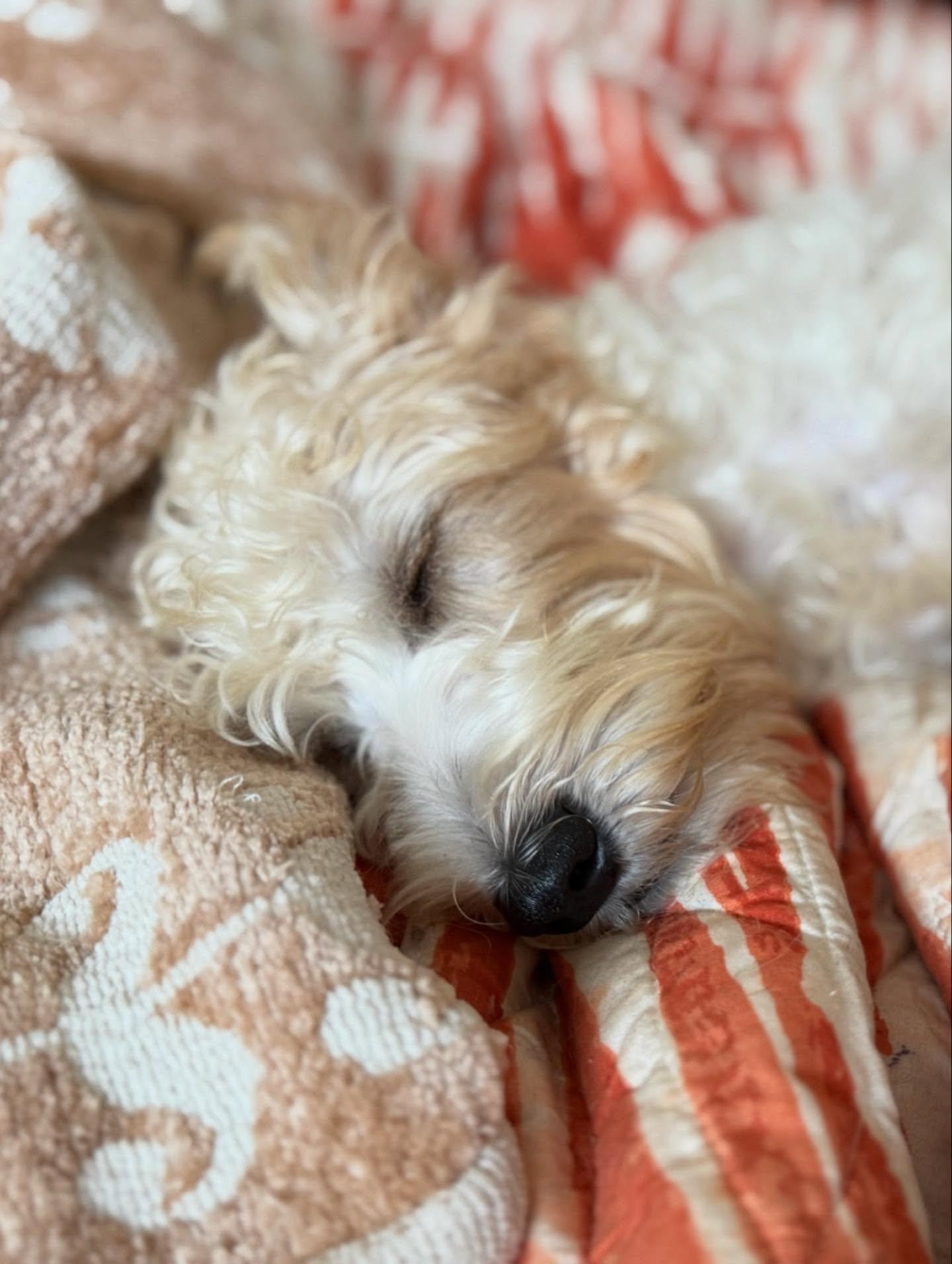Rockefeller, Adopted, Puppy Male Schnoodle.