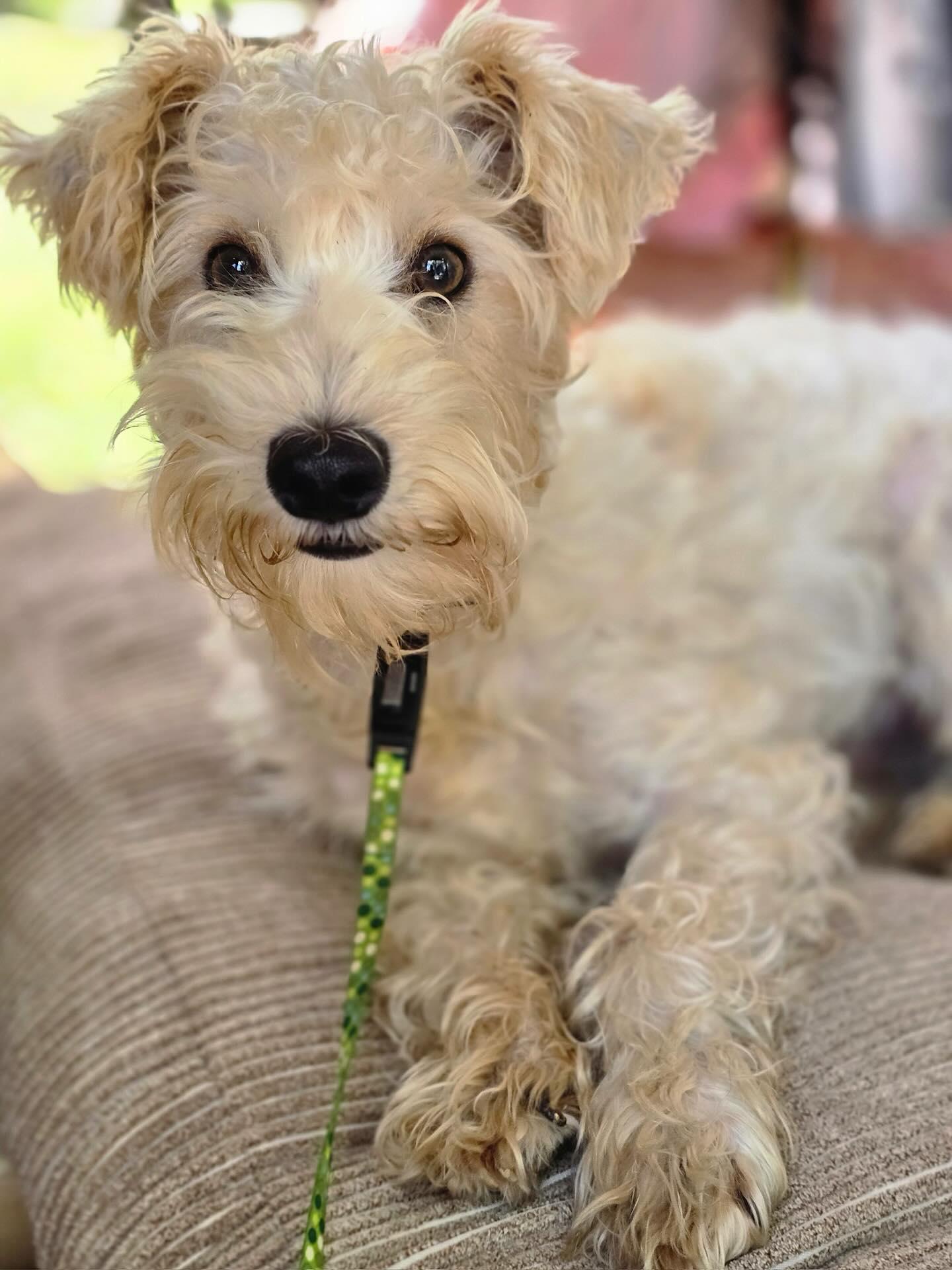 Enlarge Rockefeller, a Adopted mixed breed in Sagaponack, NY image 4/6