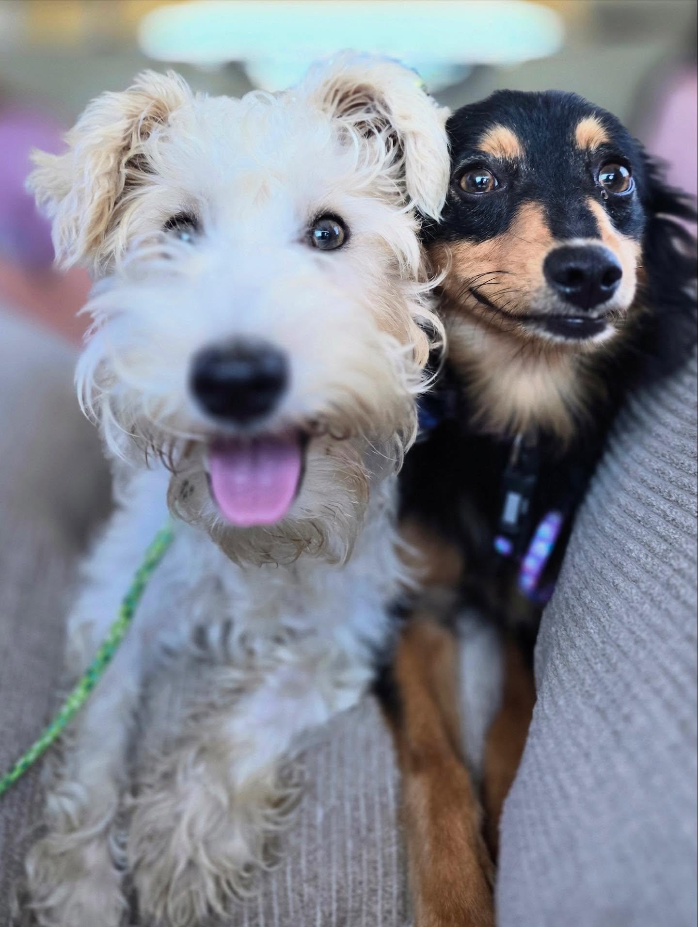 Enlarge Rockefeller, a Adopted mixed breed in Sagaponack, NY image 6/6