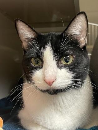 Enlarge Chuck Norris, a Adoptable mixed breed in Phoenix, AZ image 1/3