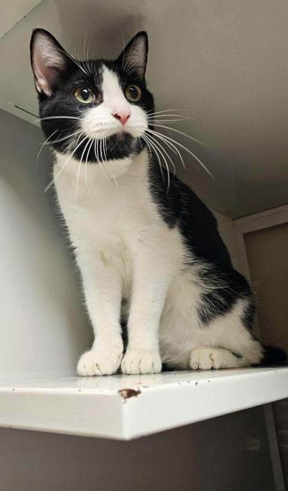 Enlarge Chuck Norris, a Adoptable mixed breed in Phoenix, AZ image 2/3