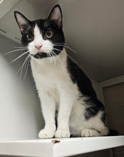 Enlarge Chuck Norris, a Adoptable mixed breed in Phoenix, AZ image 3/3