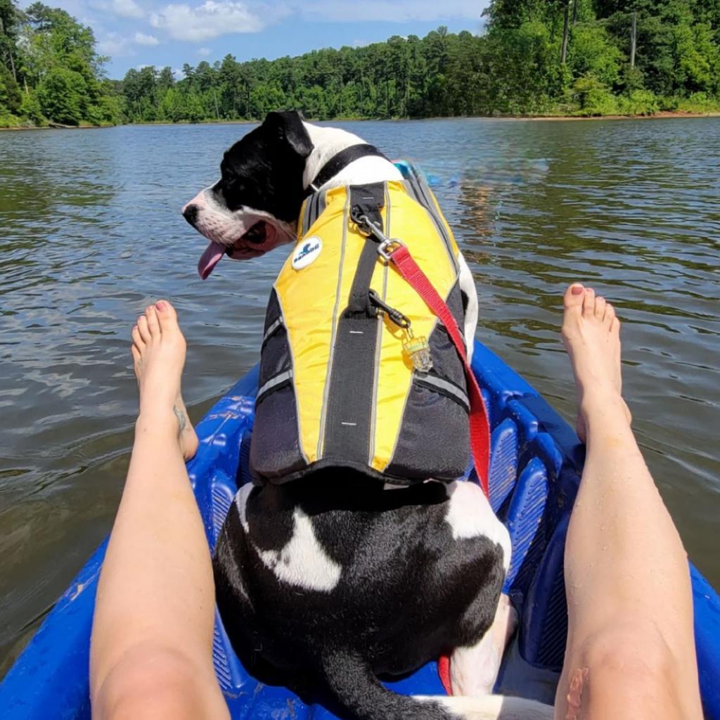 Enlarge Otis, a Adoptable Pit Bull Terrier in Raleigh, NC image 1/6