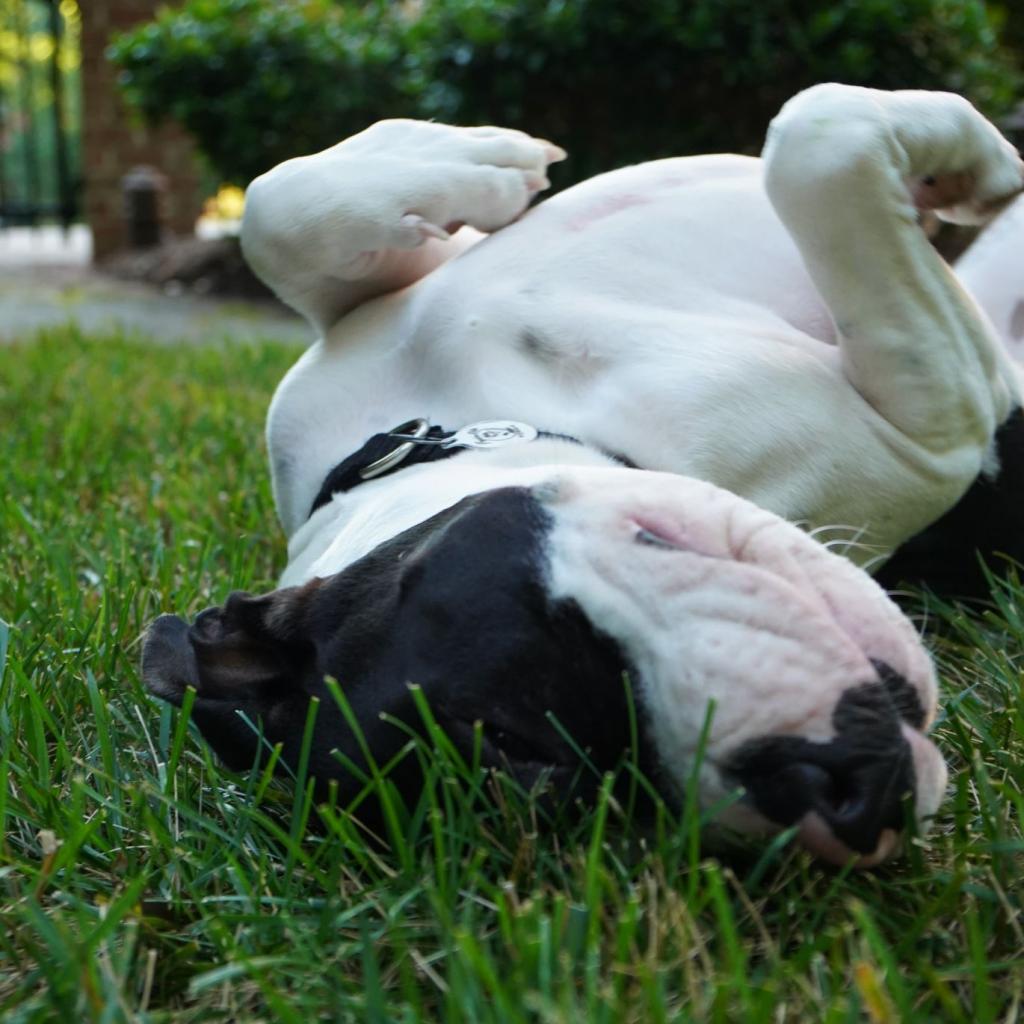 Enlarge Otis, a Adoptable Pit Bull Terrier in Raleigh, NC image 2/6