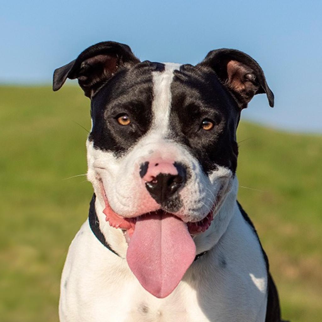 Enlarge Otis, a Adoptable Pit Bull Terrier in Raleigh, NC image 3/6