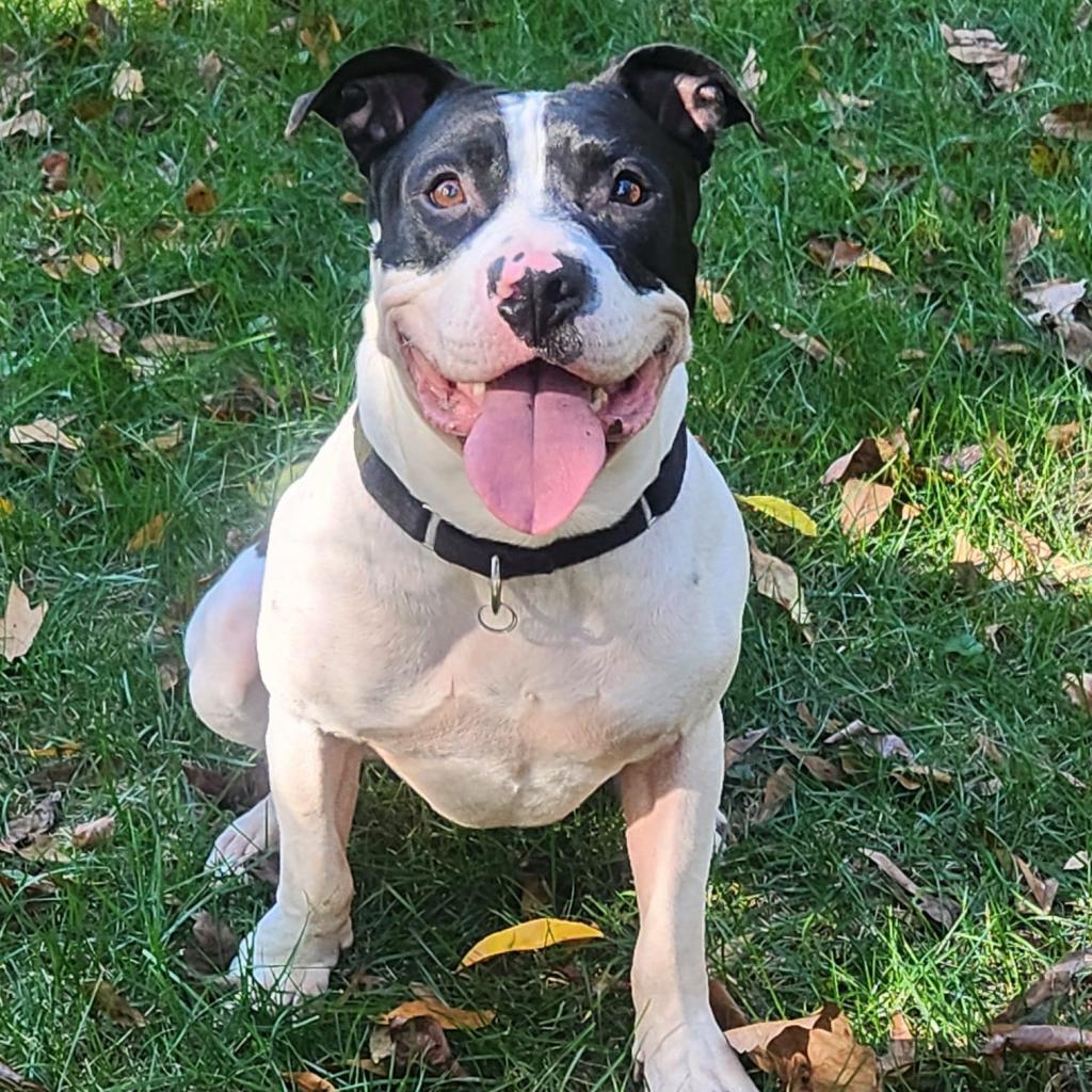 Enlarge Otis, a Adoptable Pit Bull Terrier in Raleigh, NC image 4/6