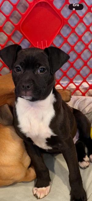 Enlarge Wendy, a Adoptable Boxer in Lindenhurst, NY image 1/2