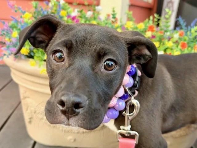 Enlarge Wendy, a Adoptable Boxer in Lindenhurst, NY image 2/2