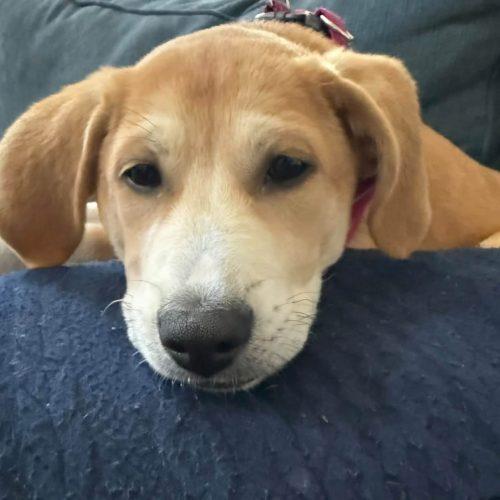 Enlarge Poppy, a Adoptable Labrador Retriever in Wilmington, NC image 1/6