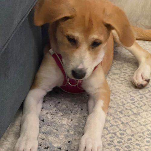 Enlarge Poppy, a Adoptable Labrador Retriever in Wilmington, NC image 2/6