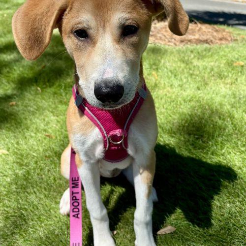 Enlarge Poppy, a Adoptable Labrador Retriever in Wilmington, NC image 3/6