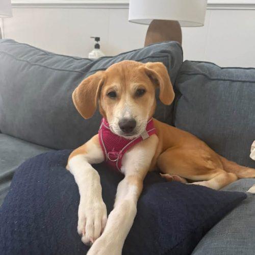 Enlarge Poppy, a Adoptable Labrador Retriever in Wilmington, NC image 4/6
